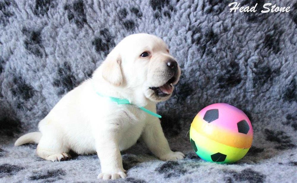 Лабрадор ретривер Клубные щенки.