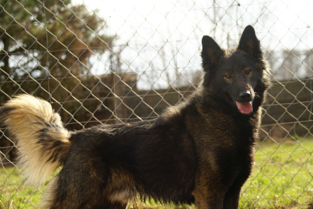 LUPUS- w typie owczarka