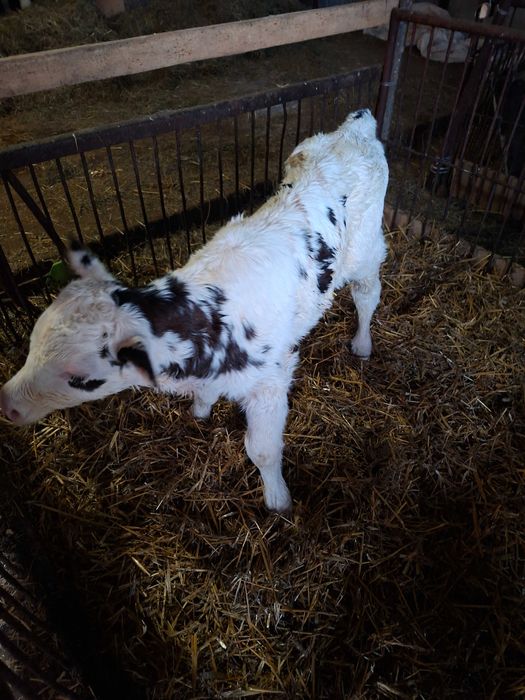 Cielak byczek cielak byczek