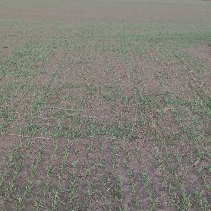 Сівалка юко 2.5м