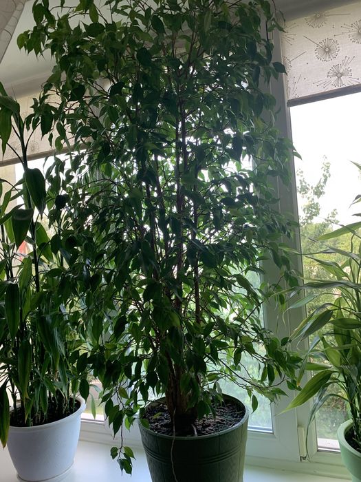 Паростки фікуса Бенджаміна