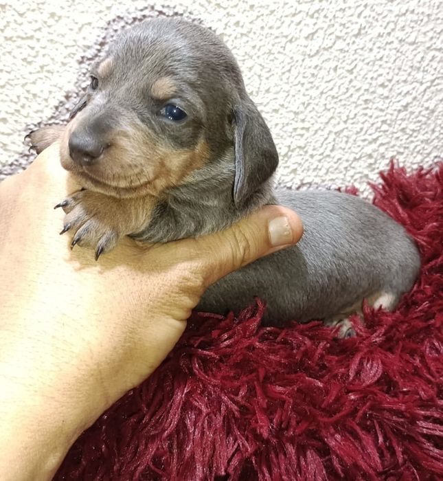 Fêmea teckel mini azul tan