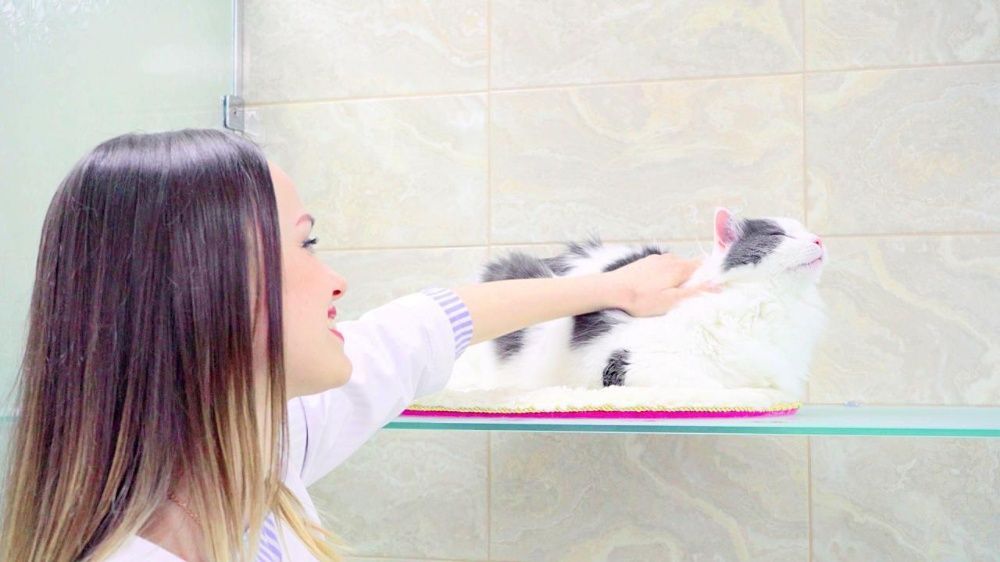 Готель, гостиниця, перетримка тварин котів та кішок в Києві "КАЗКА"