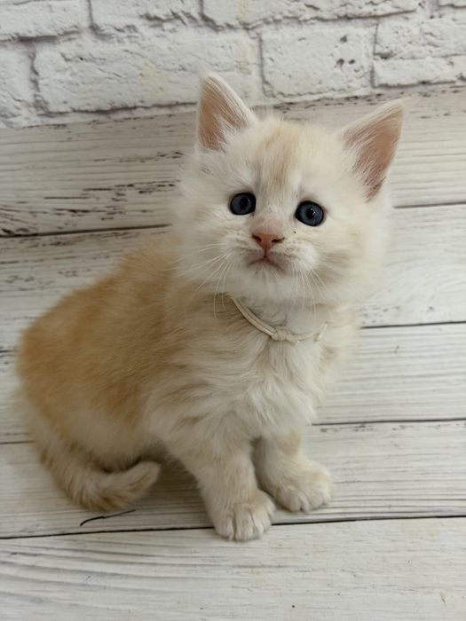 Кошенята Мейн-кун