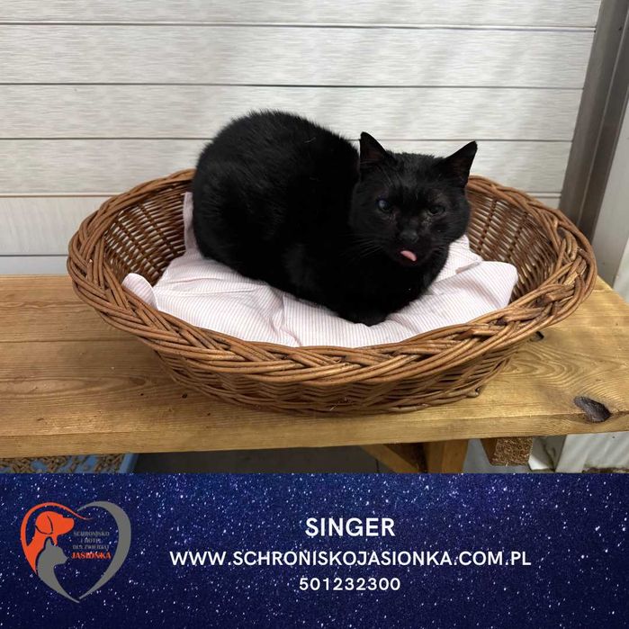 SINGER do adpocji Schronisko Jasionka