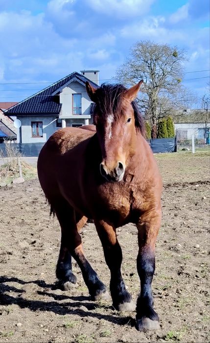 Ogierki po Apollon de Mairy