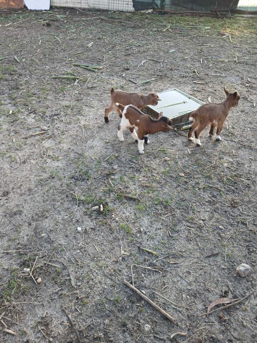 Vender cabras anas