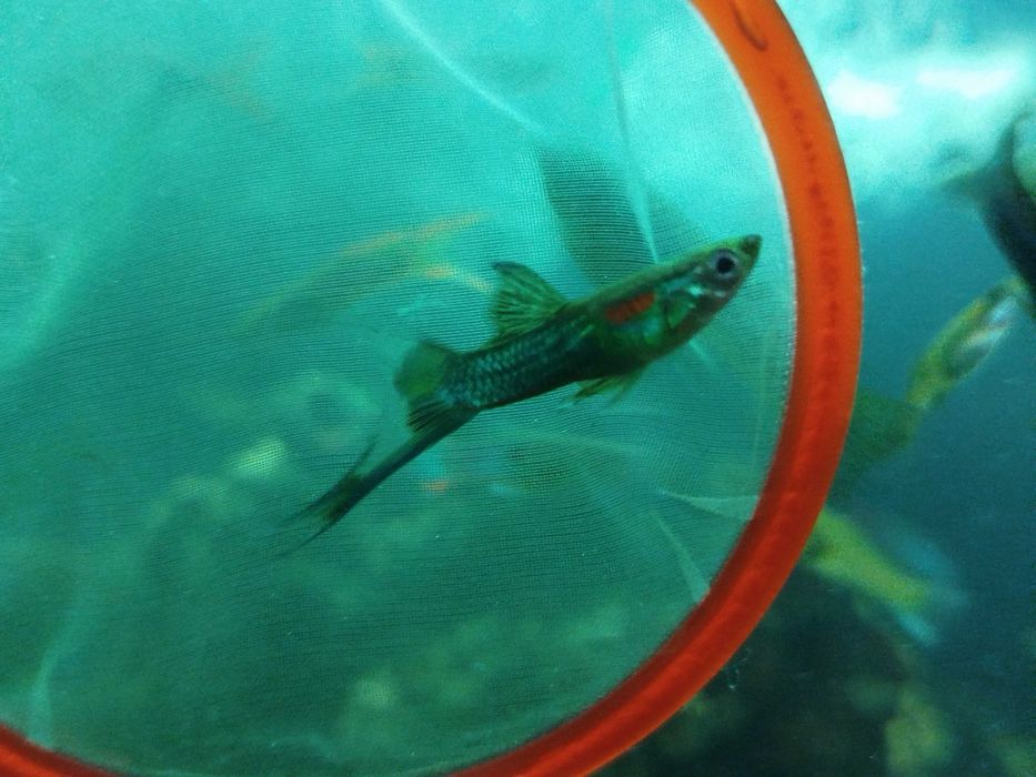 Rybka akwariowa gupik pawie oczko