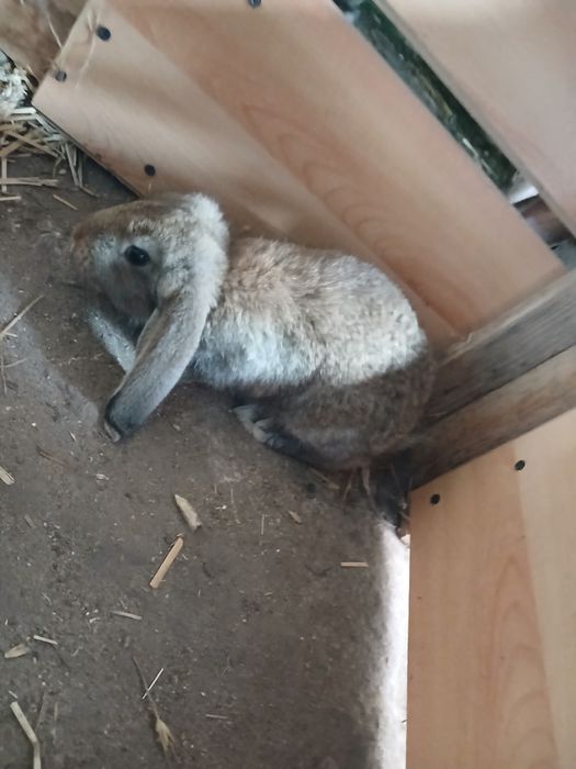 Sprzedam króliki Barany