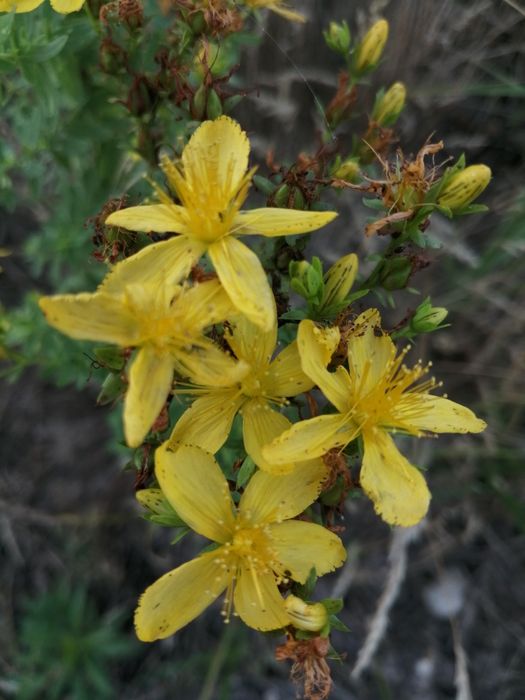 Olej z dziurawca (oliwa świętojańska)