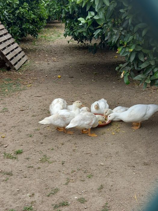 Perus, Patos Brancos, Patos Reais, Patos mudos, casais de garnisos