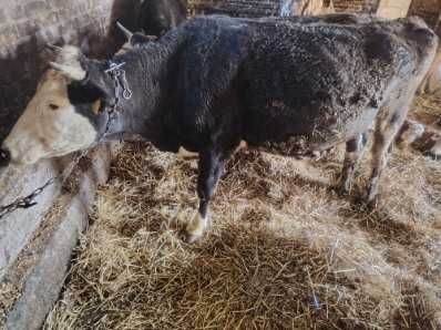 Sprzedam jałówkę cielną