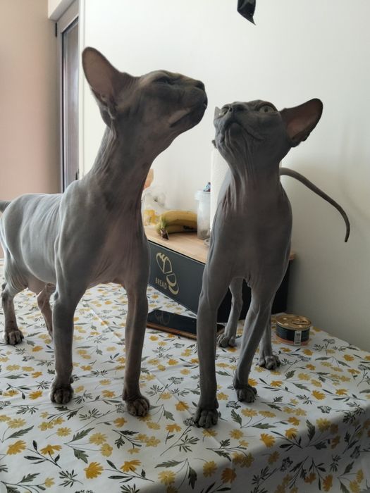 Gatos Sphynx para Venda – Elegância e Personalidade Única!