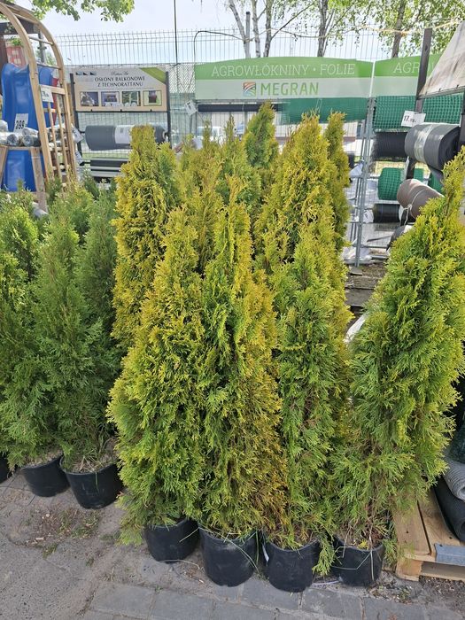 Thuja szmaragd i szmaragd gold