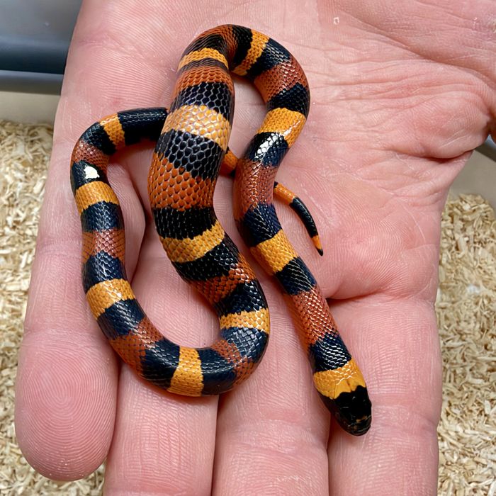 Waz mleczny Lampropeltis polyzona Campbelli mlode