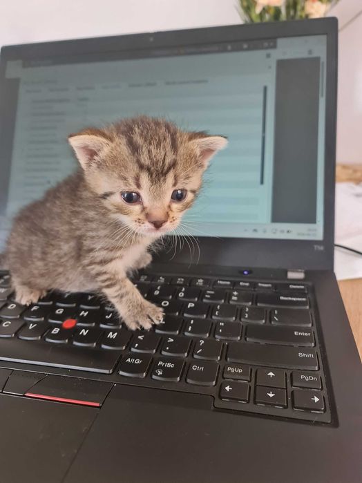 Kotki do adopcji