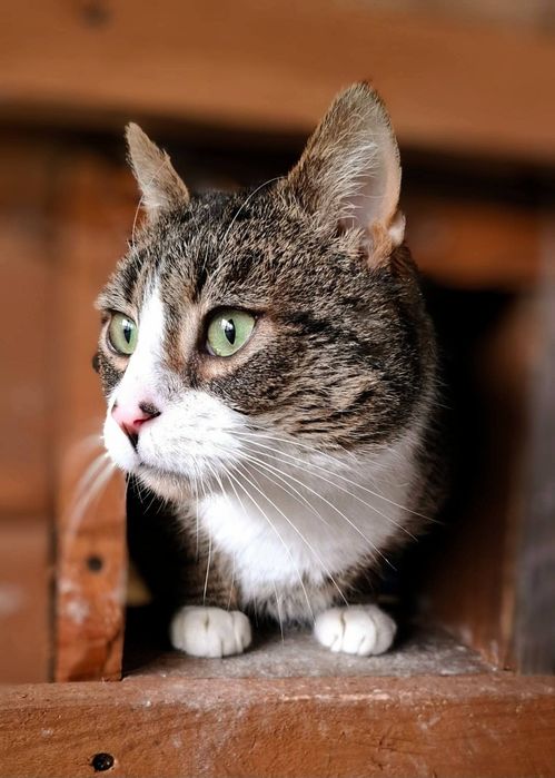 Przytulas Ecik czeka na dom w schronisku