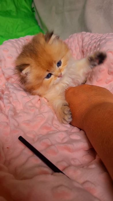 Супер малышата MILASHKI_KITTENS.  Ручные котята золотая шиншилла.