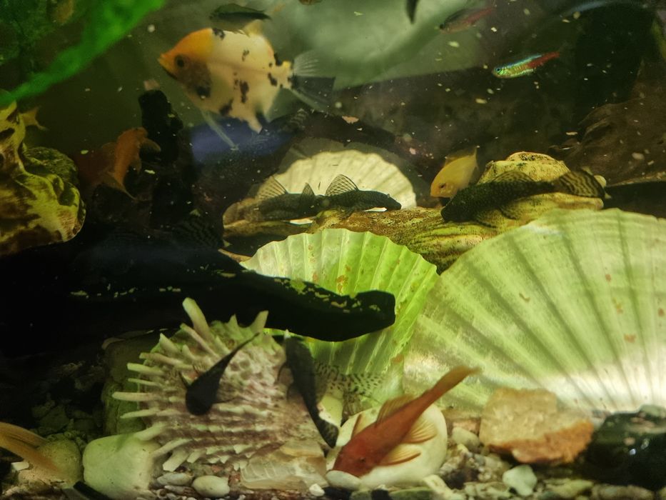 ZBROJNIKI zdrowe z ogólnego akwarium.
