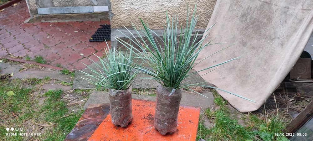 Продам красуню  вічнозелену сеслерию блискучу .