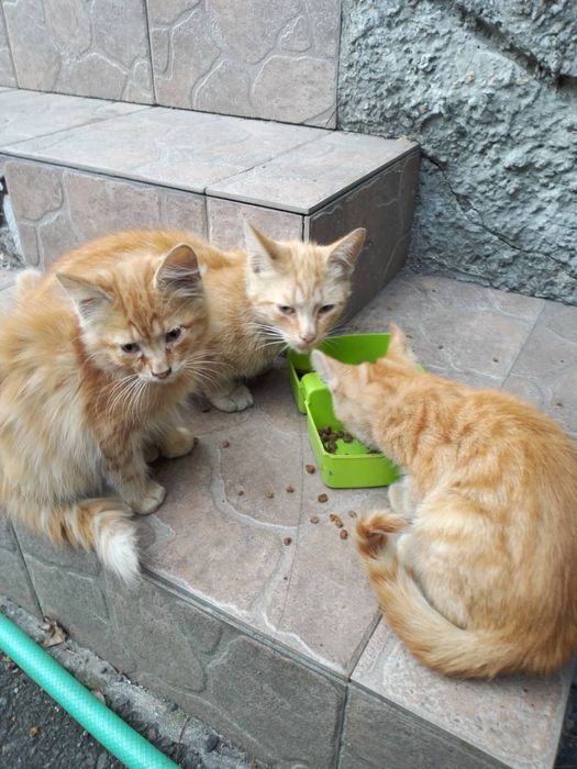 Животные фронтового Покровска хотят кушать...