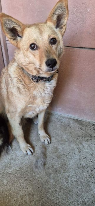 Suczka około 3 lata