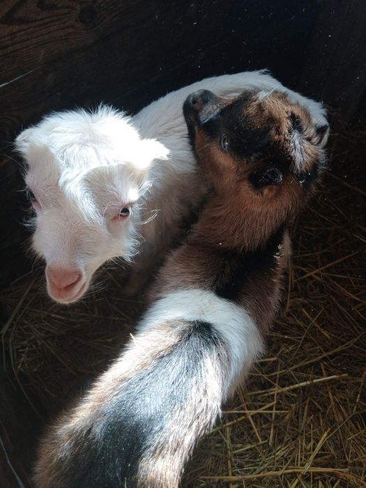 Козлики породисті