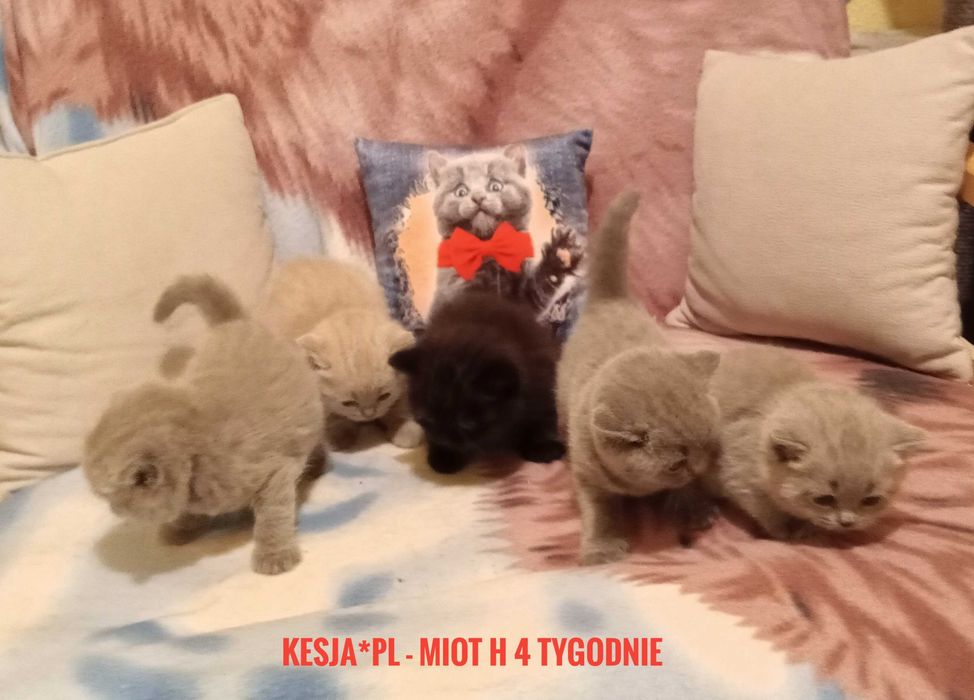 Czarny Kocurek brytyjski rodowód FPL