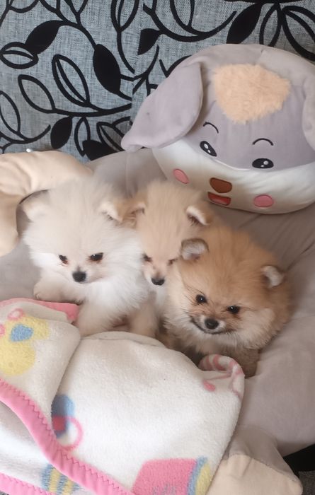 Szpic Pomeranian