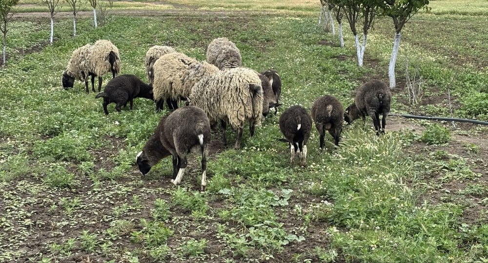 Продам вівці романовські