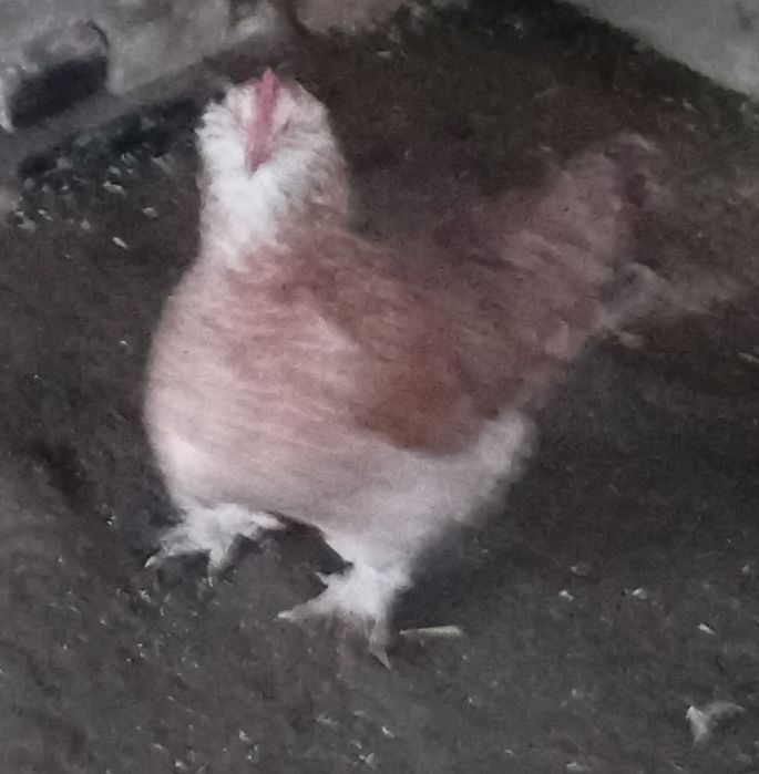 Курочки фавероль.