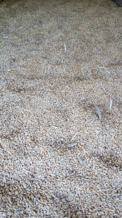 pszenżyto metro 2025