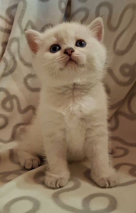 Жизнерадостные котята из Одессы