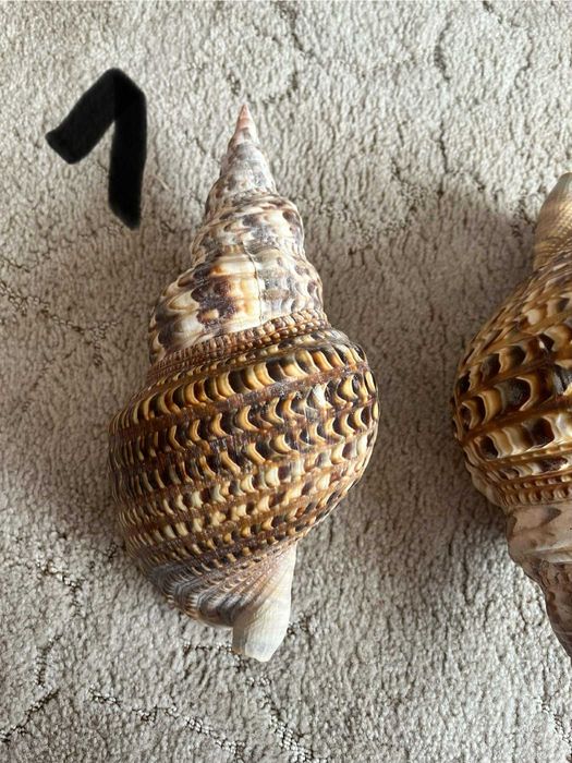 Muszla Trytona dekoracyjna