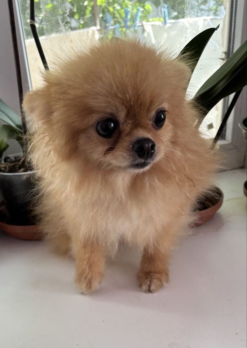 Руденька маленька дівчинка