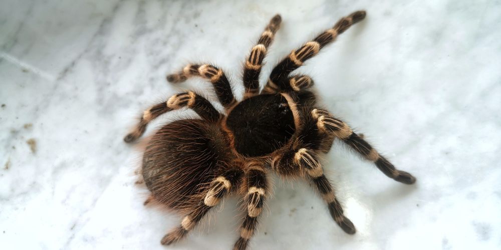 Acanthoscurria geniculata 8 dc SAMICA pająk ptasznik terrarium