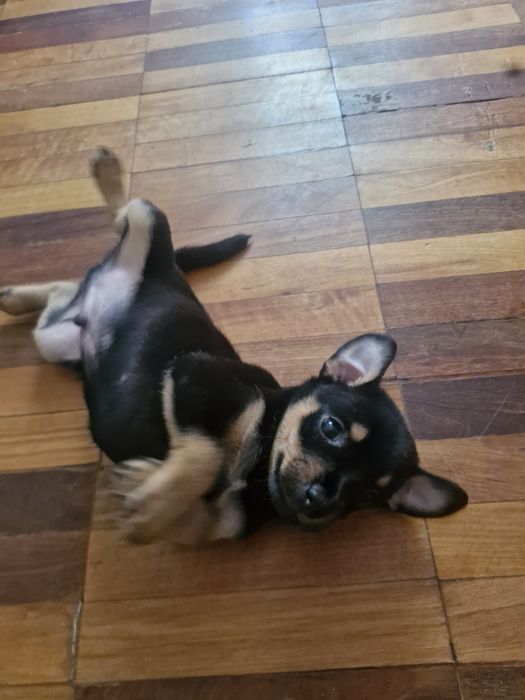 Срочно отдам щеночков в хорошие руки.