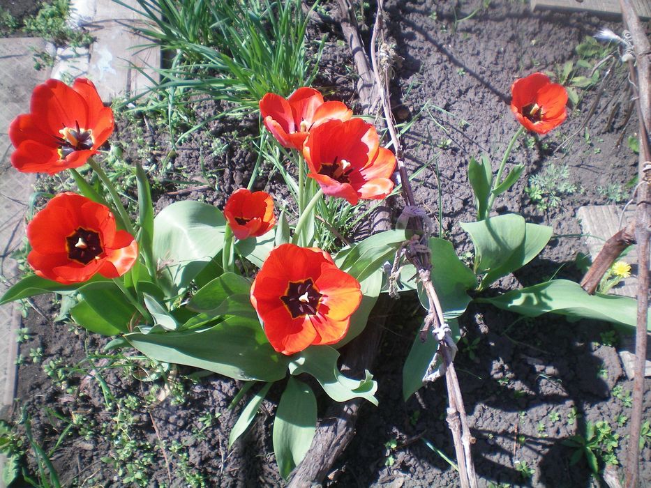 Тюльпаны луковицы