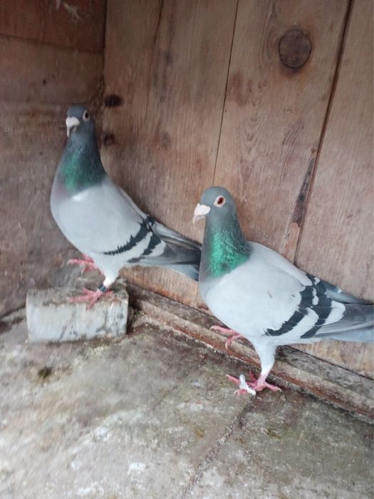 Golebie pocztowe rozne duzy wybor