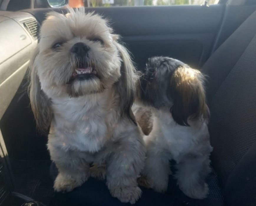 do adopcji - PILNE tylko razem piesek I sunia shih tzu