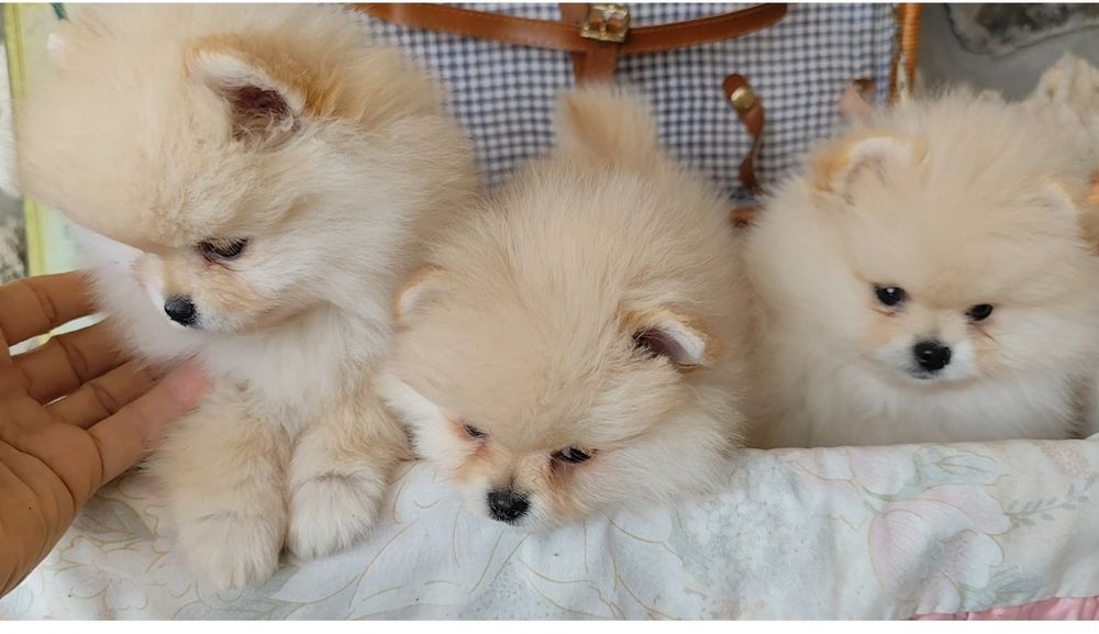 Пухнасті ,як хмаринки