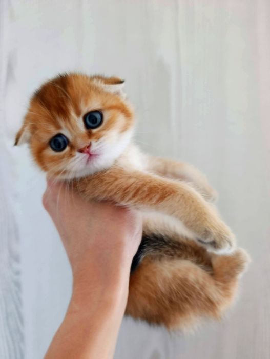 Золота шиншила котята