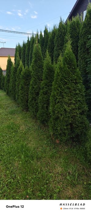 Thuje szmaragd, żywotniak zachodni