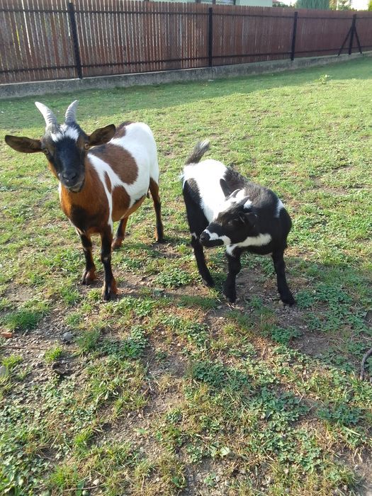 Koza miniaturka sprzedam