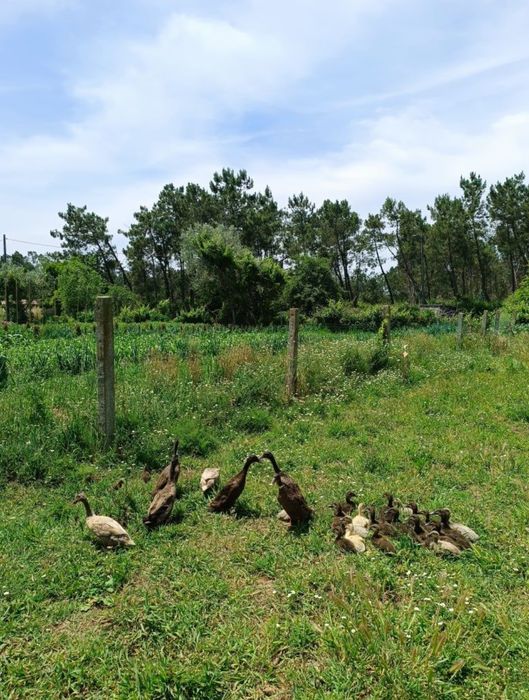 Ovos galados de pata corredor indiano