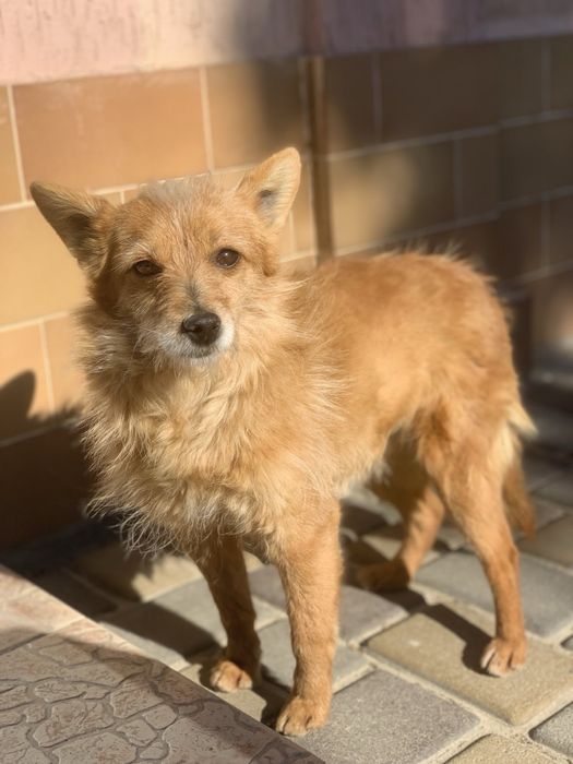 Віддам собачку в добрі руки