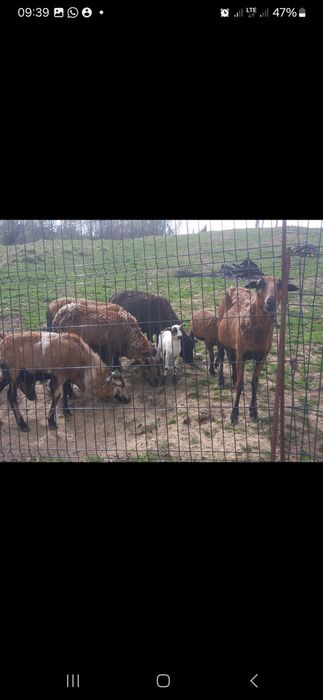 Owca kameruńska na sprzedaż