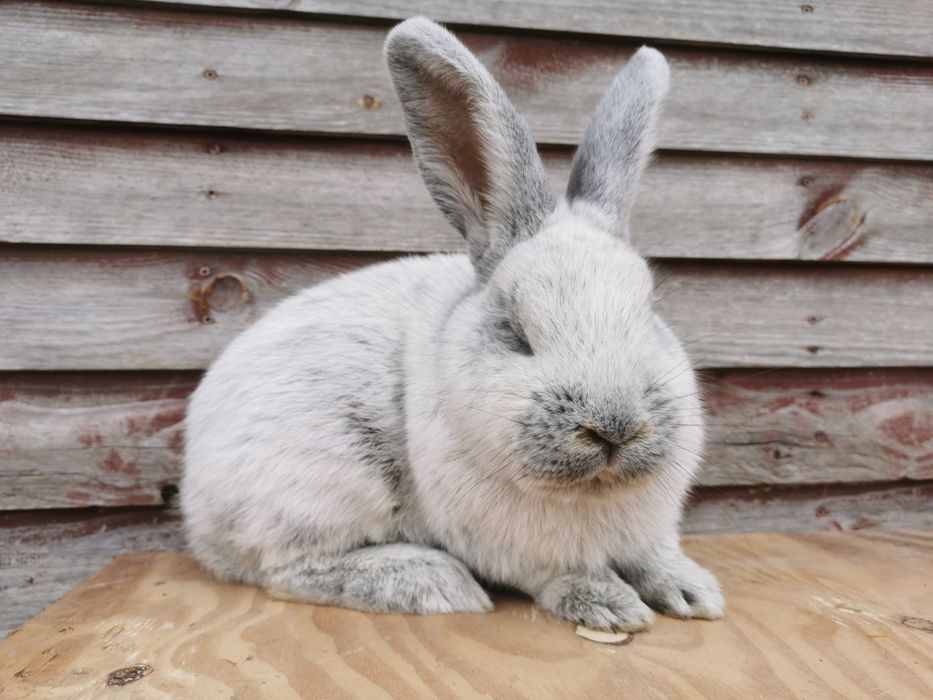 Wjs Wielki Jasnosrebrzysty