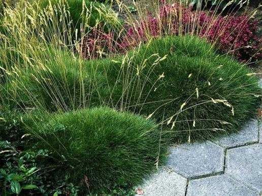 Trawa niebieska 100 sztuk, trawa niedźwiedzie futro 30 sztuk