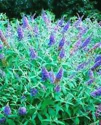 Budleja Dawida Adonis Blue Motyli Krzew cena 28 zł